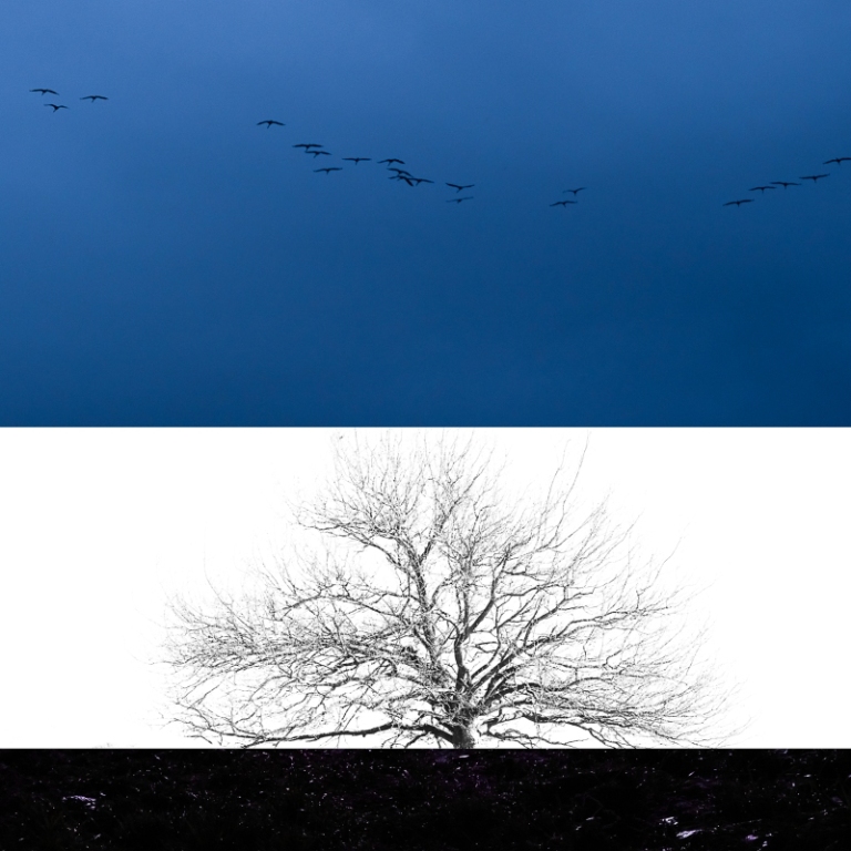 collage/tree