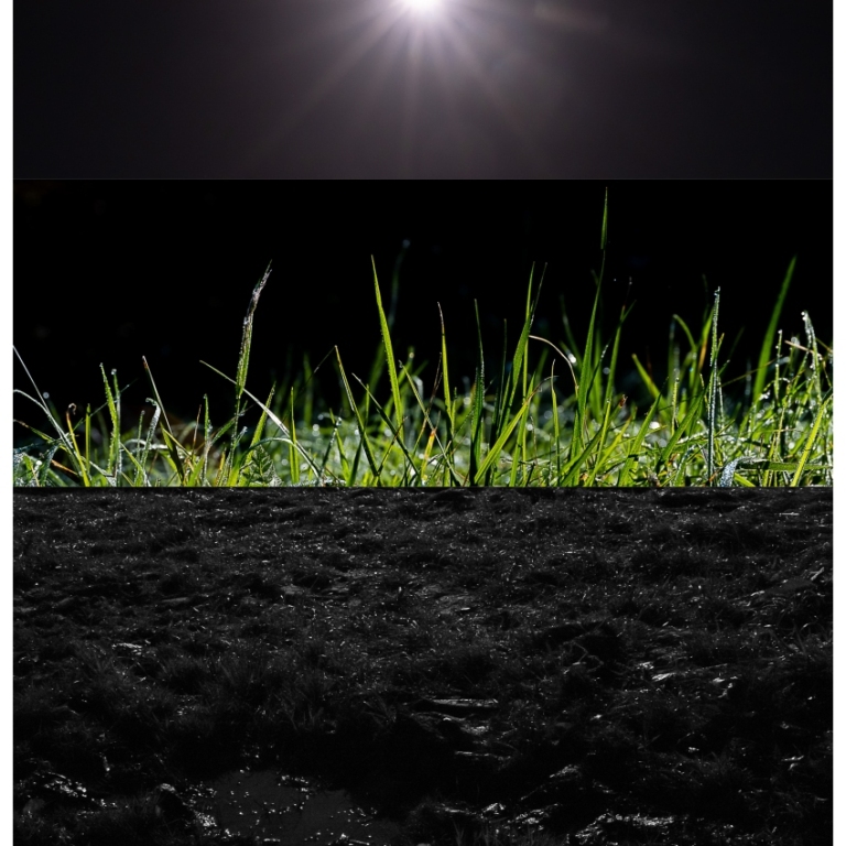 collage/grass