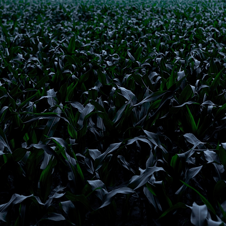 jongemaisinmaanlicht